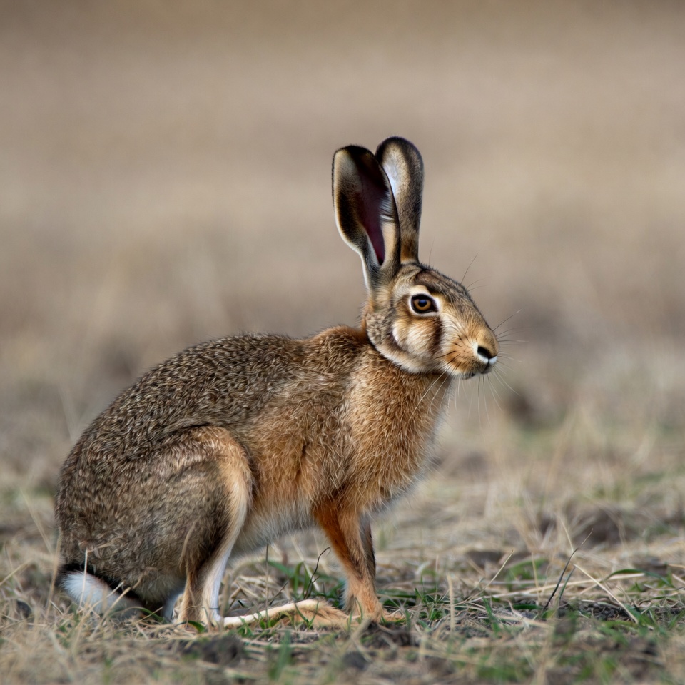 Brown hare sitting in grass Brown hare sitting in grass