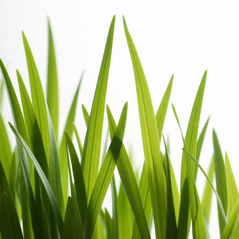 Fresh green grass blades Fresh green grass blades