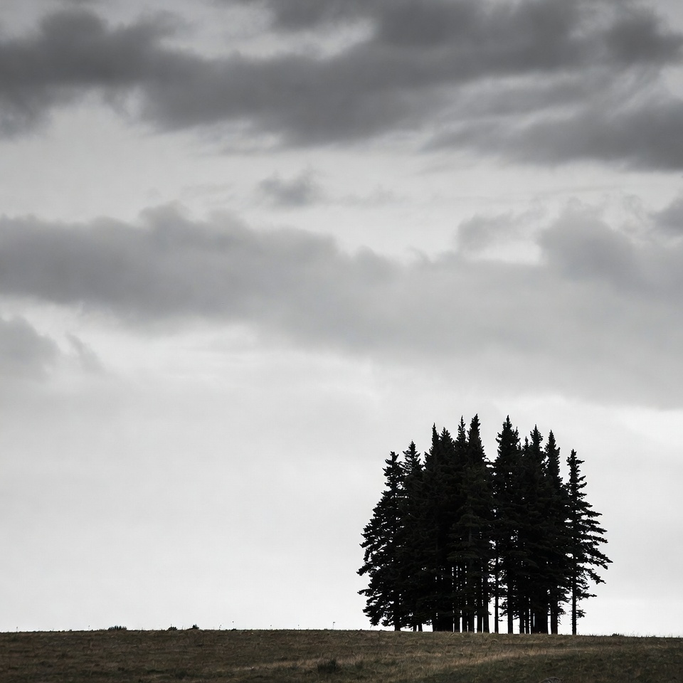 Cluster of pine trees under stormy sky Cluster of pine trees under stormy sky