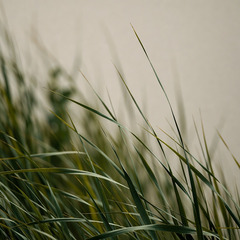 Tall green grass blades Tall green grass blades