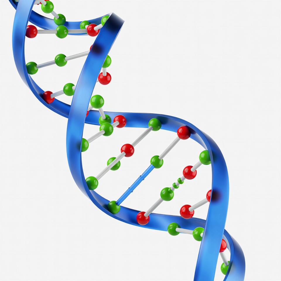 3D DNA Double Helix Model 3D DNA Double Helix Model