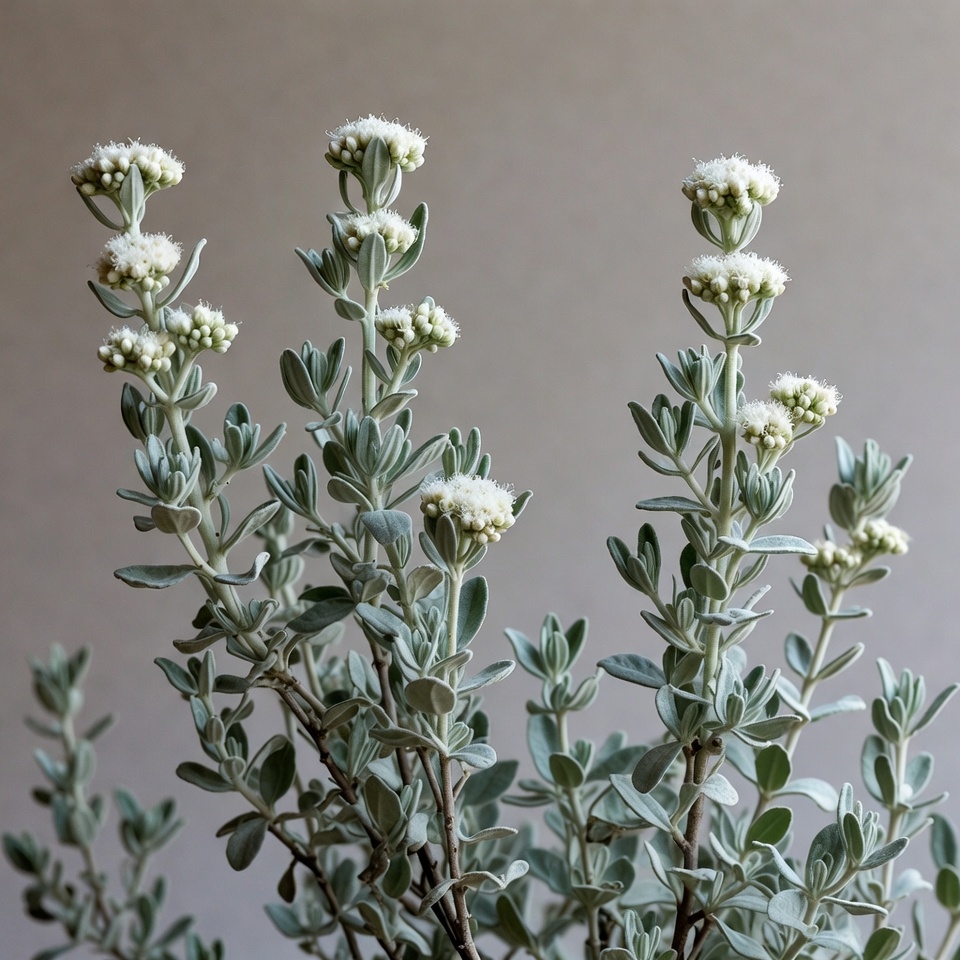 Silver Bush Close-up with White Flowers Silver Bush Close-up with White Flowers