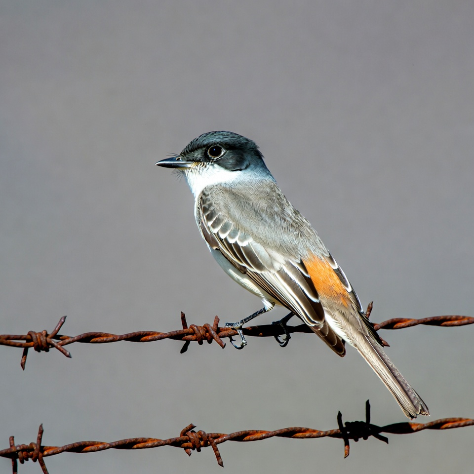 Vermilion Flycatcher perched on barbed wire Vermilion Flycatcher perched on barbed wire