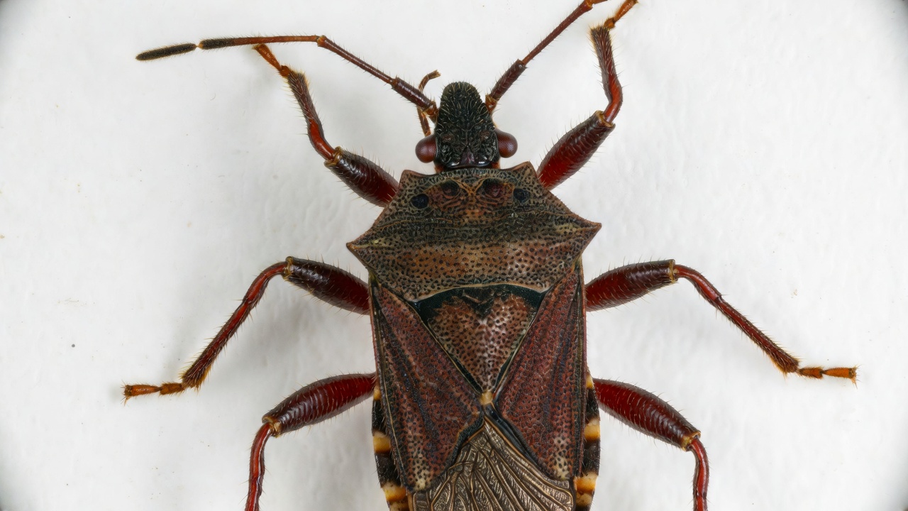 Brown Stink Bug on White Background Brown Stink Bug on White Background