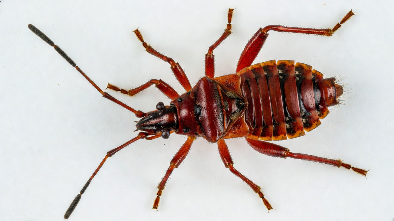 Red Striped Bug on White Background Red Striped Bug on White Background