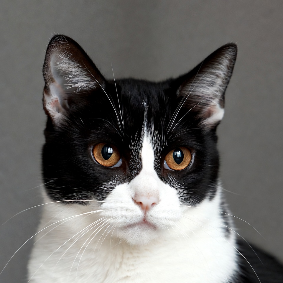 Black and white cat close-up Black and white cat close-up