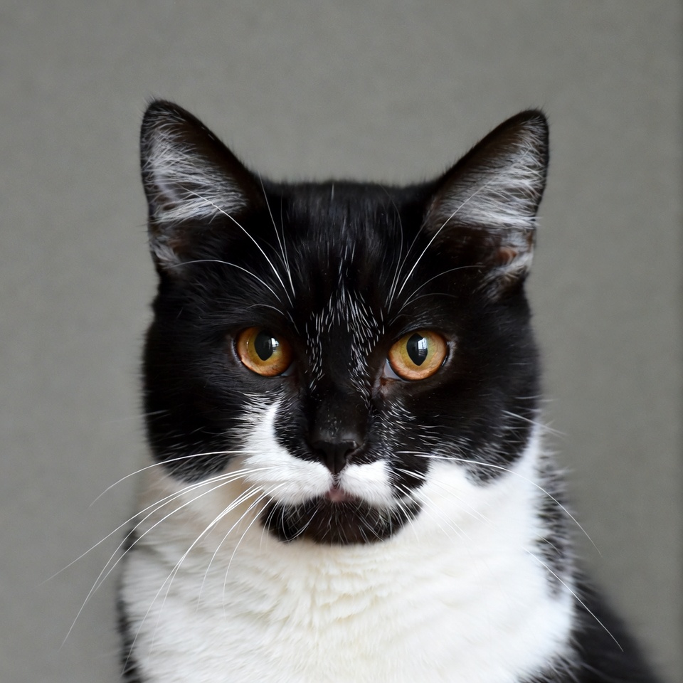 Black cat with white mustache Black cat with white mustache