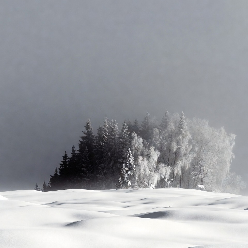 Snowy Pine Trees on Winter Hill Snowy Pine Trees on Winter Hill