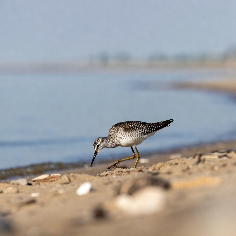 Spotted Sandpiper foraging on beach Spotted Sandpiper foraging on beach