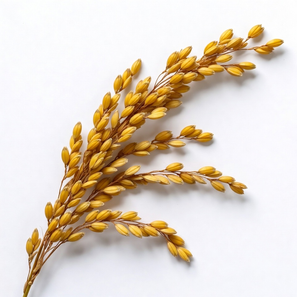 Rice Plant Stalk on White Background Rice Plant Stalk on White Background