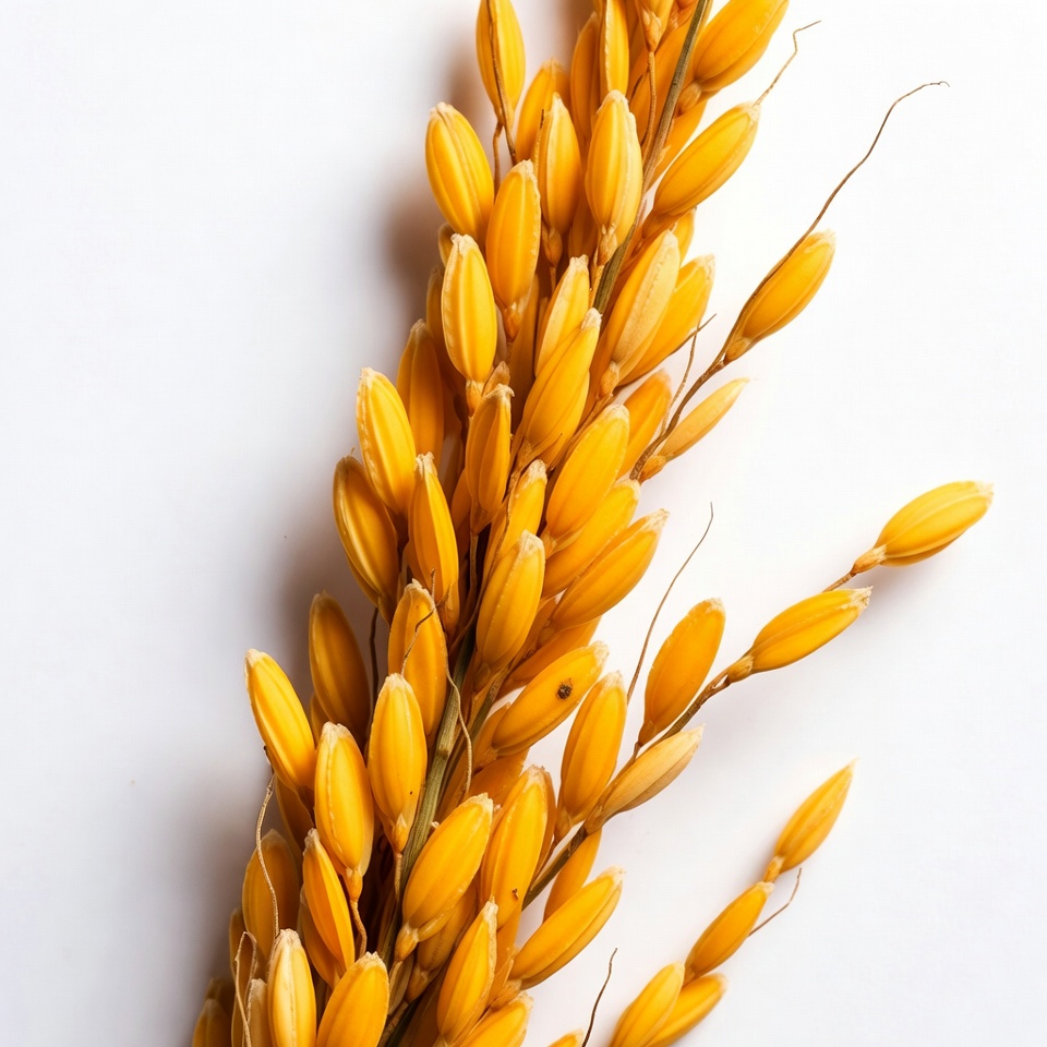 Golden rice panicle on white background Golden rice panicle on white background