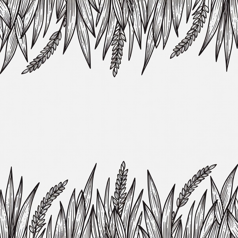 Wheat Stalks Illustration Border Wheat Stalks Illustration Border