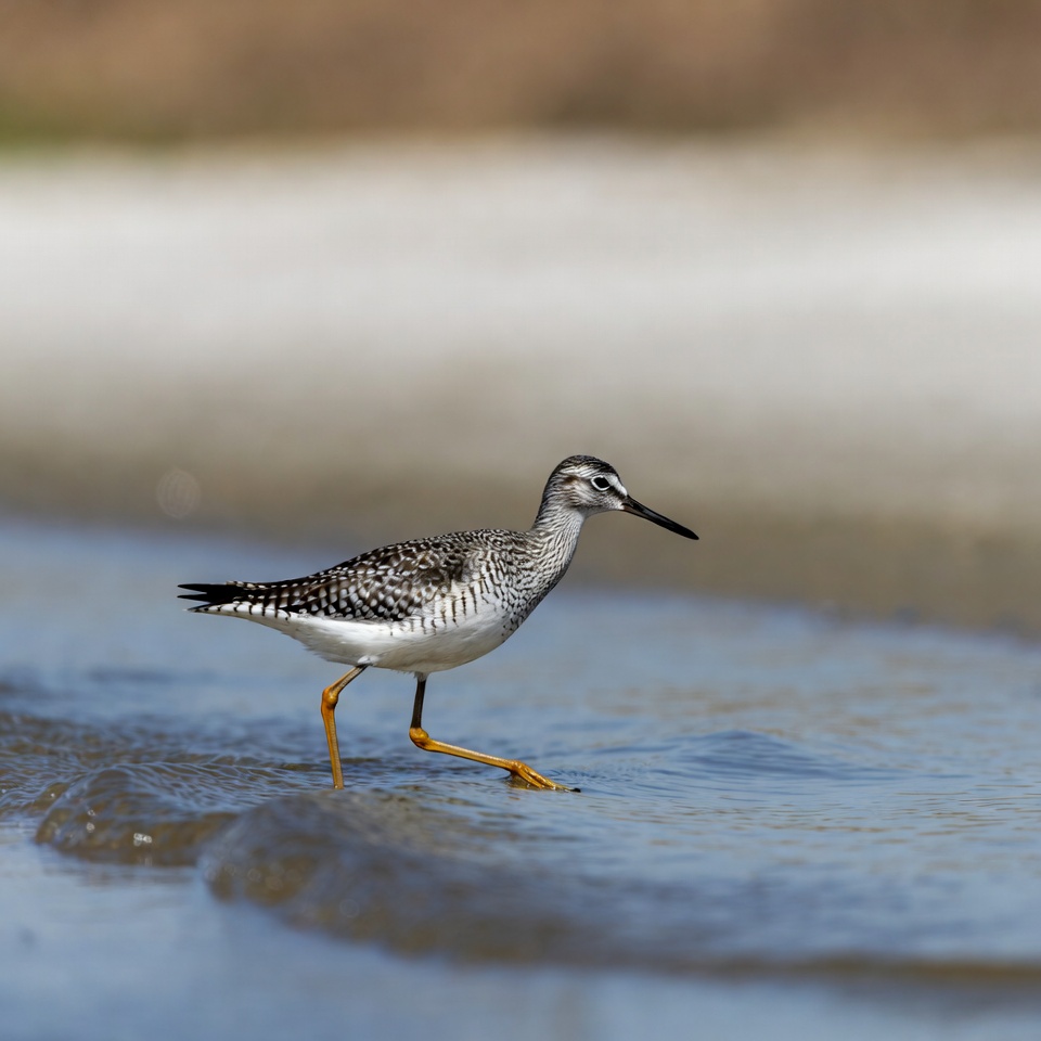 Spotted Sandpiper wading in shallow water Spotted Sandpiper wading in shallow water