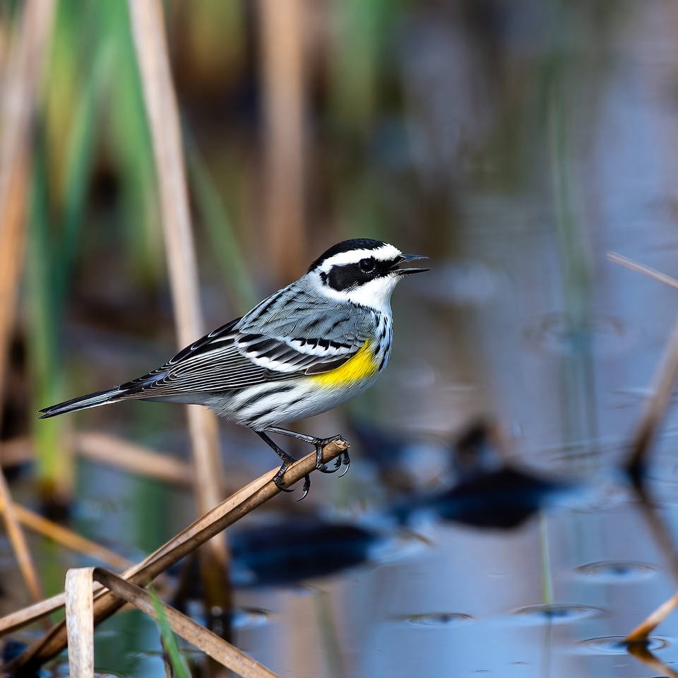 Yellow-rumped Warbler on Marsh Perch Yellow-rumped Warbler on Marsh Perch