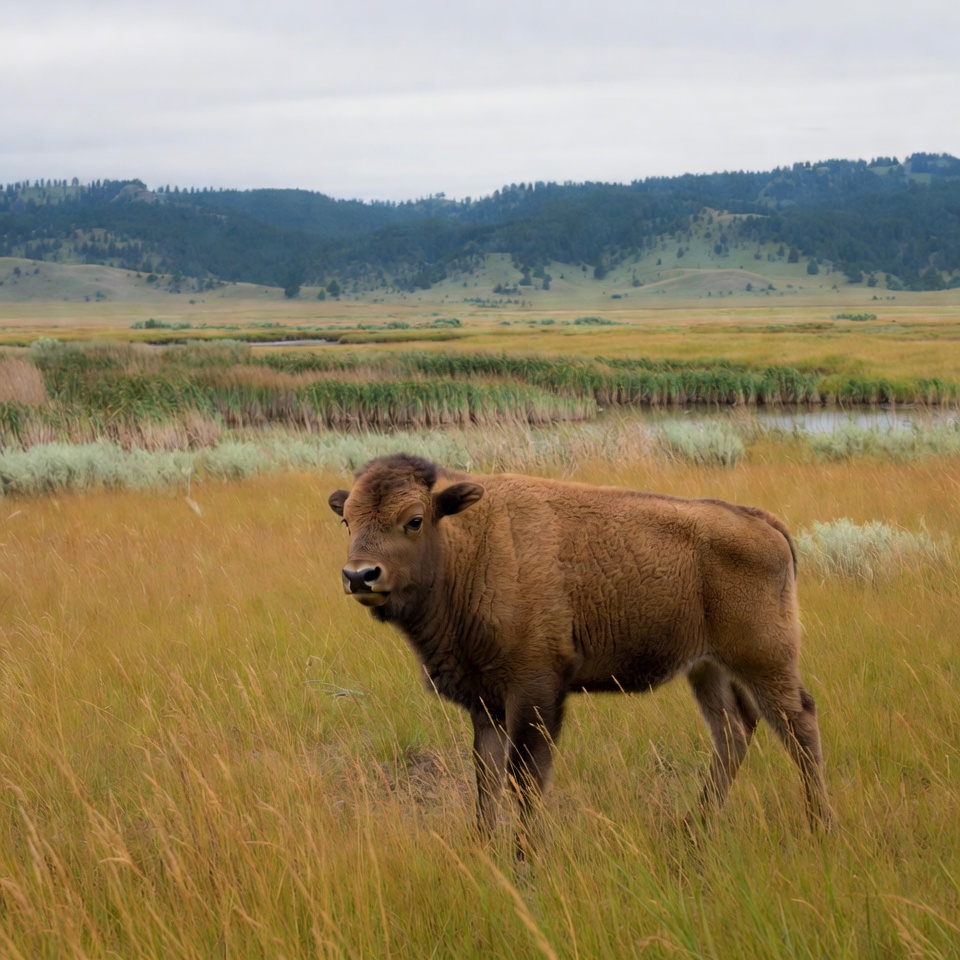 Baby bison standing in grassy field Baby bison standing in grassy field