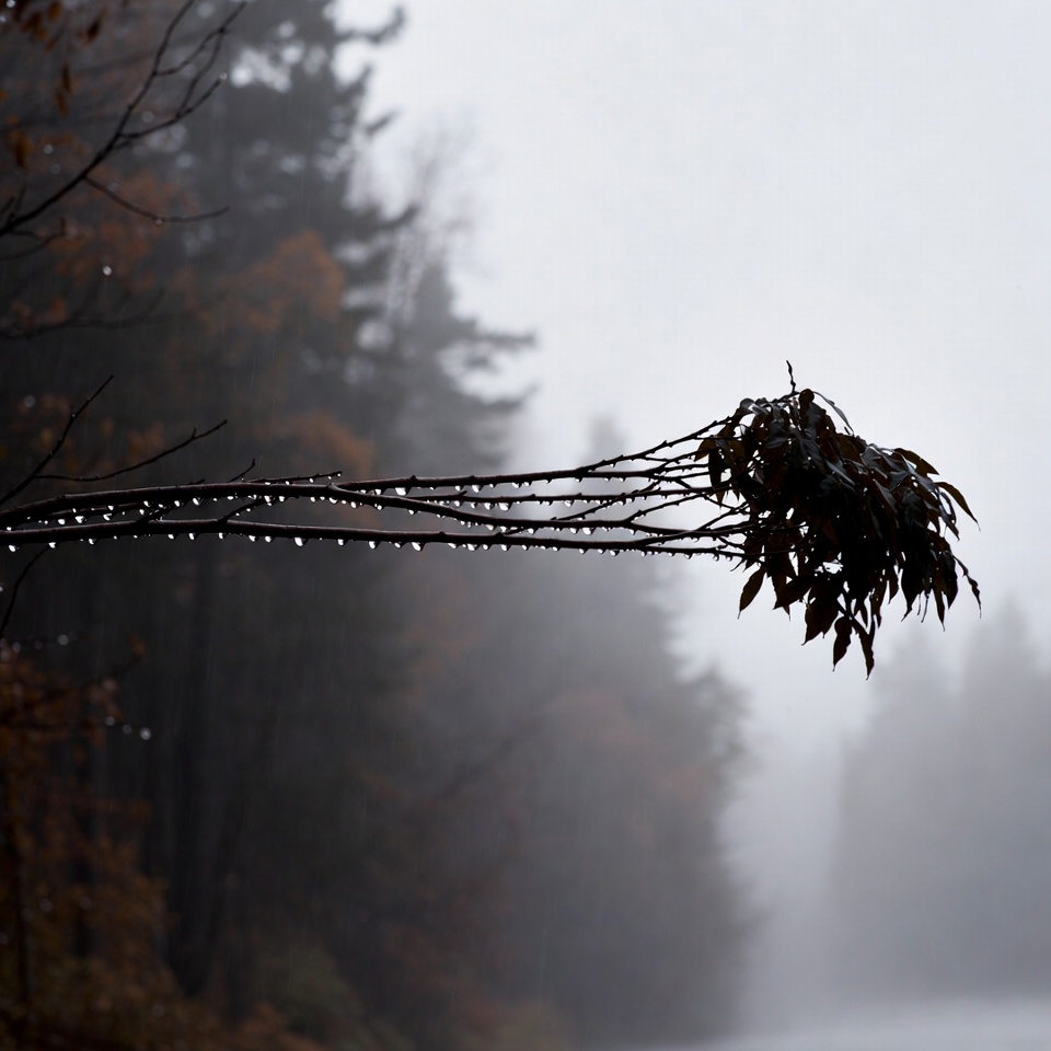 Dew-covered autumn branch in misty forest Dew-covered autumn branch in misty forest