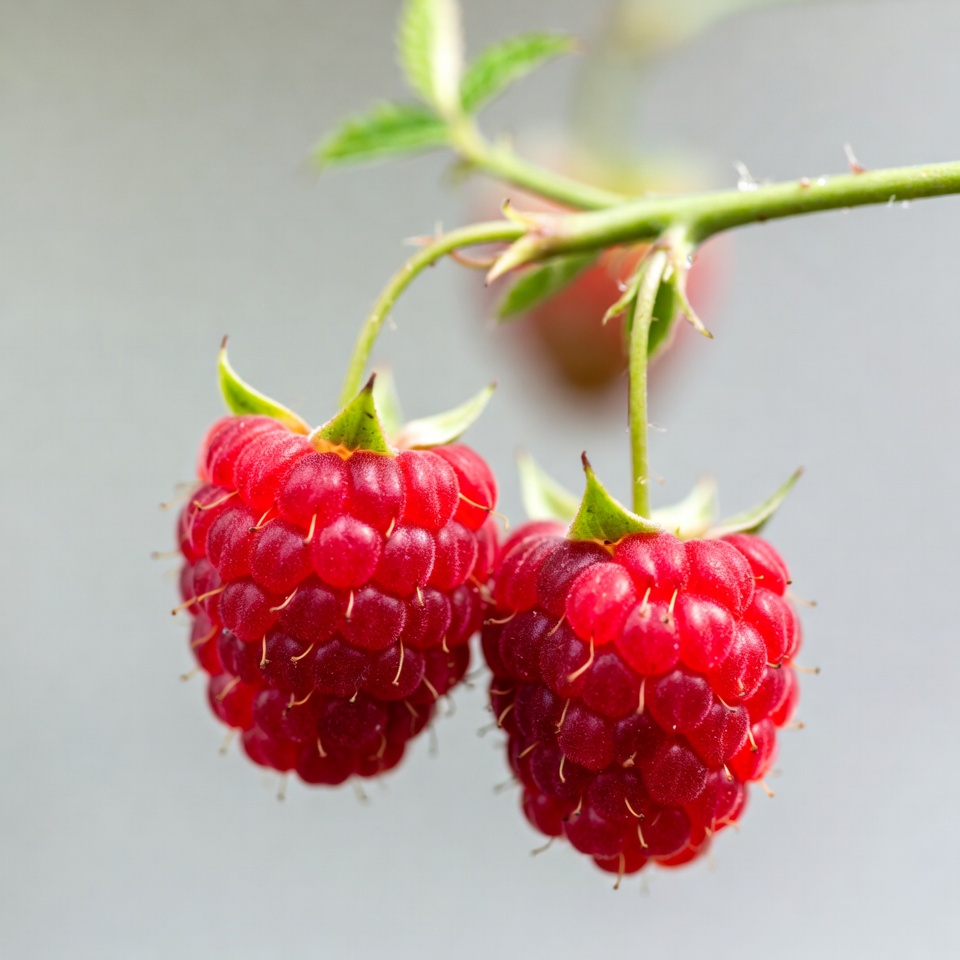 Two Ripe Raspberries on Stem Two Ripe Raspberries on Stem