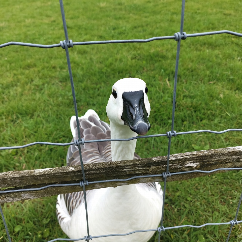 White goose behind wire fence White goose behind wire fence