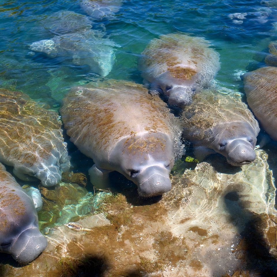 Manatees swimming in clear blue water Manatees swimming in clear blue water