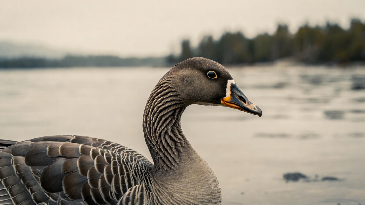 Grey goose by lakeshore Grey goose by lakeshore