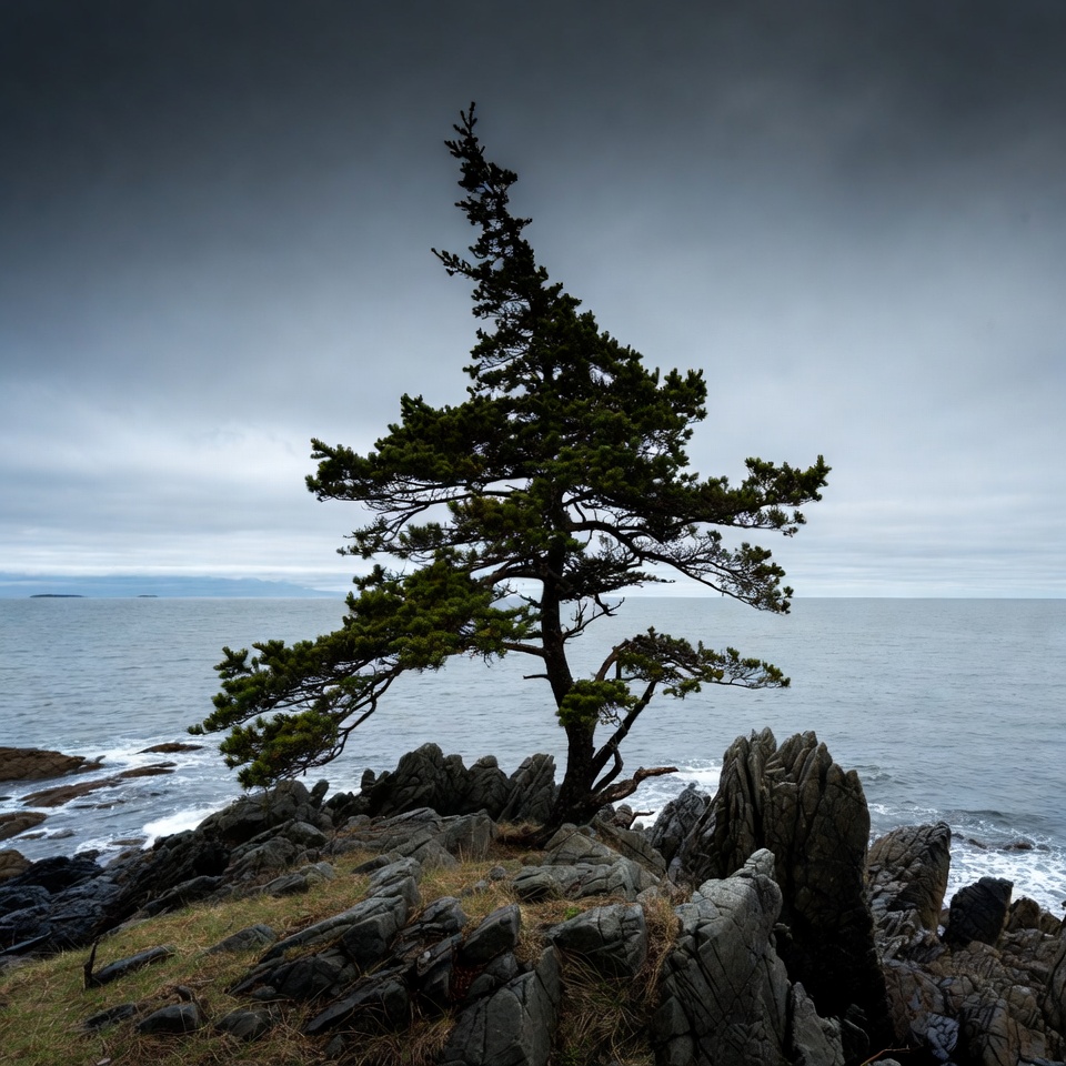 Solitary pine tree on rocky seaside cliff Solitary pine tree on rocky seaside cliff