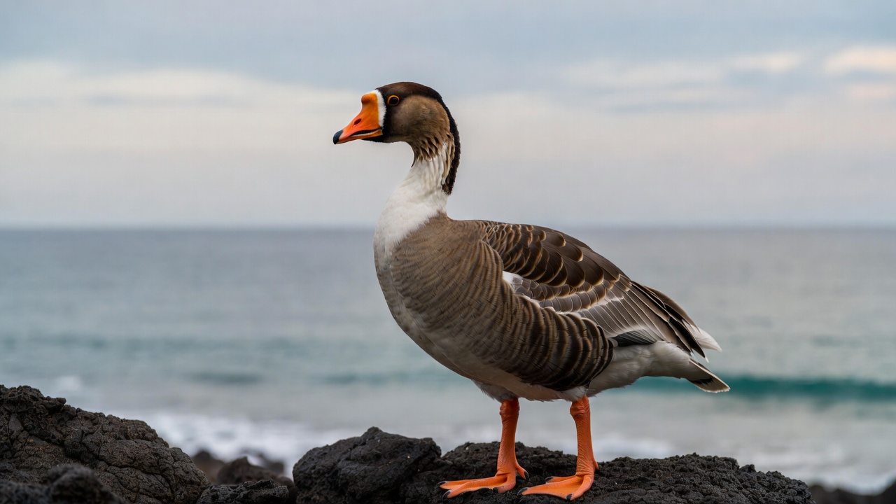 Egyptian Goose on Rocky Beach Egyptian Goose on Rocky Beach