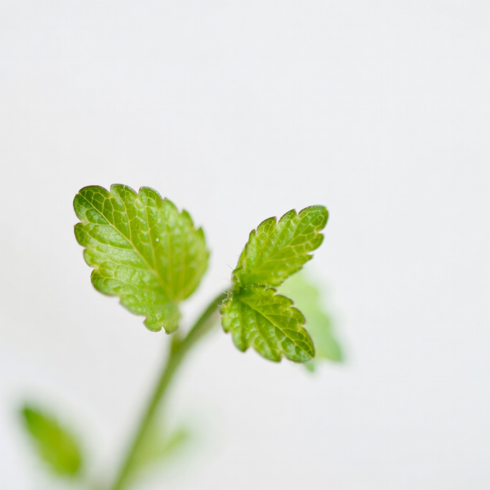 Fresh green seedling leaves Fresh green seedling leaves