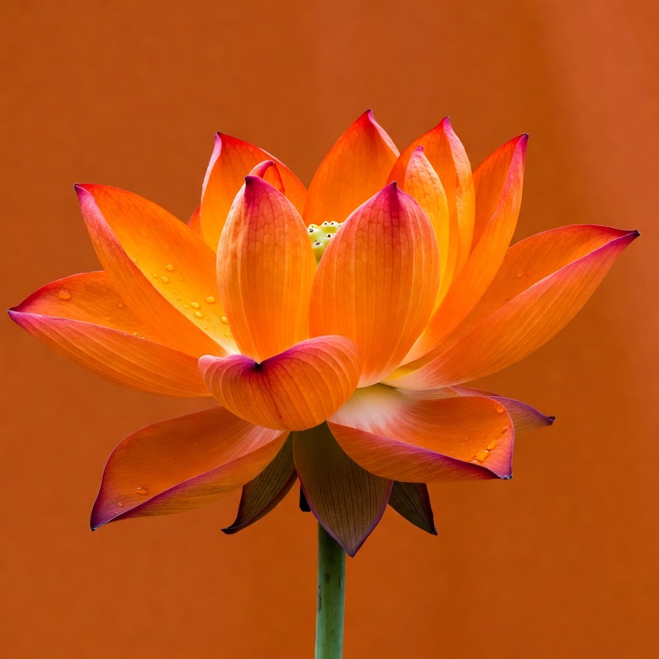 Orange lotus flower with water droplets Orange lotus flower with water droplets