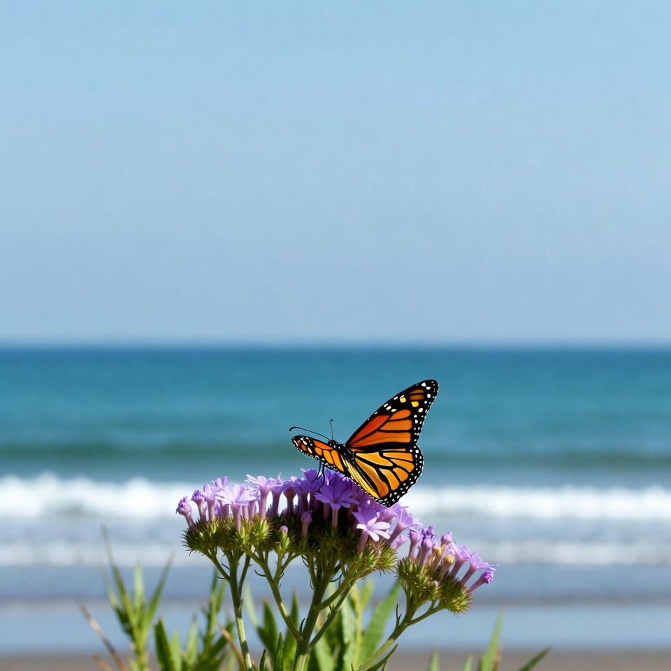 Monarch Butterfly on Purple Flowers Beach Monarch Butterfly on Purple Flowers Beach