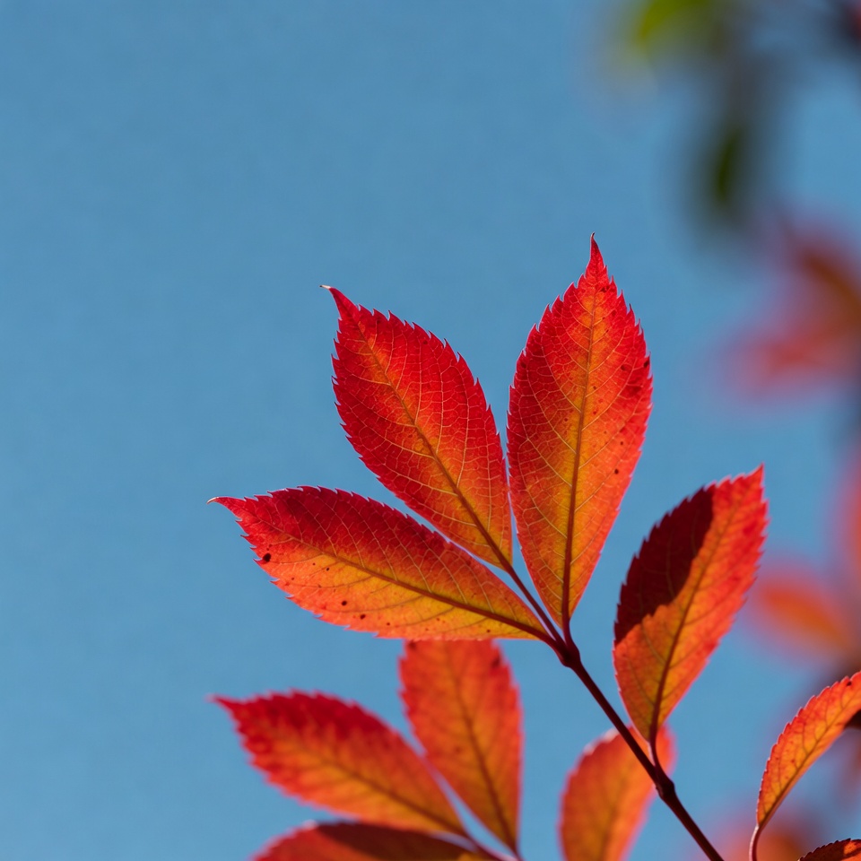 Red sumac leaves against blue sky Red sumac leaves against blue sky