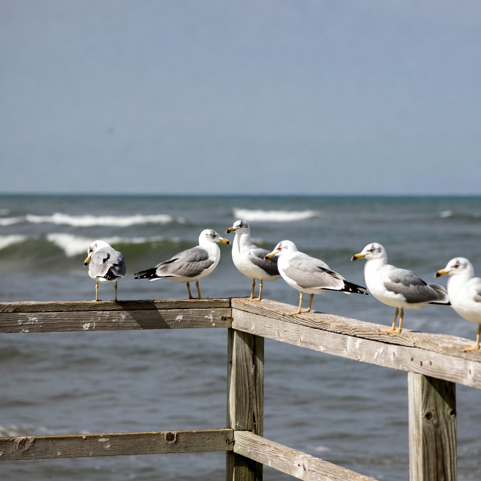 Seagulls perched on wooden pier railing Seagulls perched on wooden pier railing