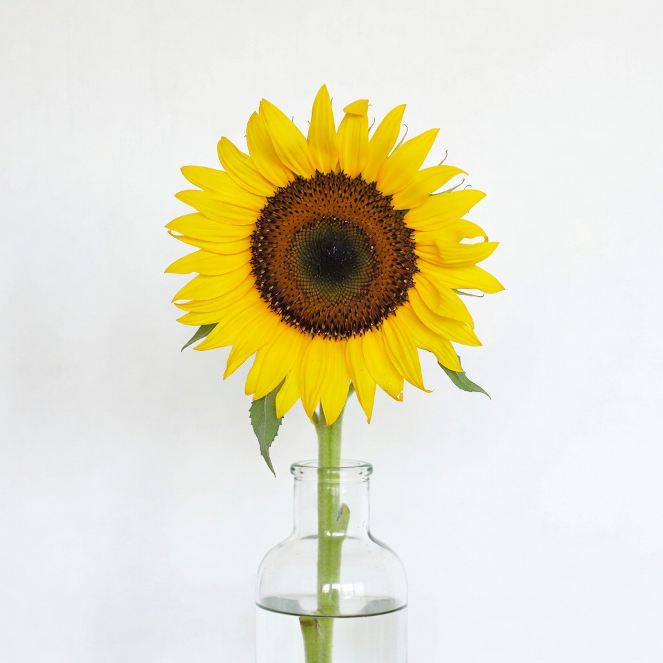 Sunflower in Glass Vase Sunflower in Glass Vase