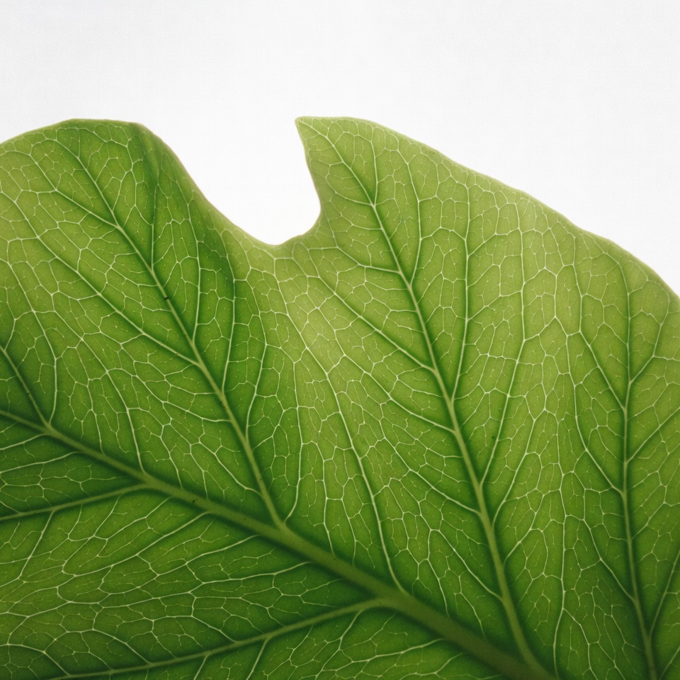 Green Leaf with Hole Isolated Green Leaf with Hole Isolated