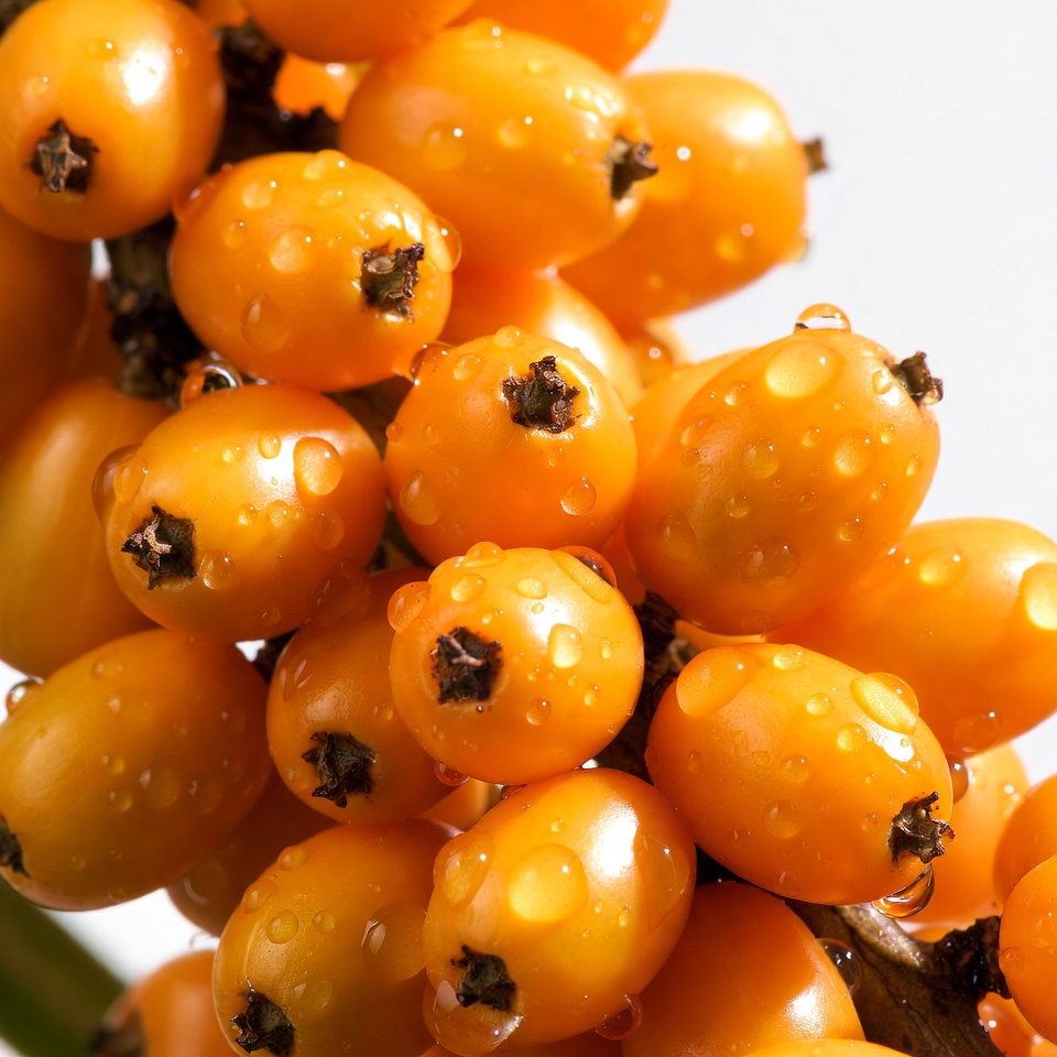 Dewy Orange Sea Buckthorn Berries Dewy Orange Sea Buckthorn Berries