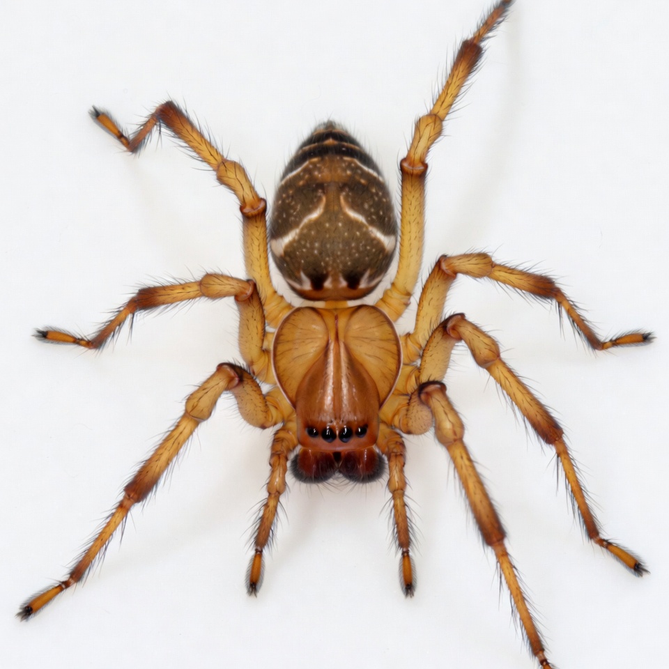 Orange wolf spider on white background Orange wolf spider on white background