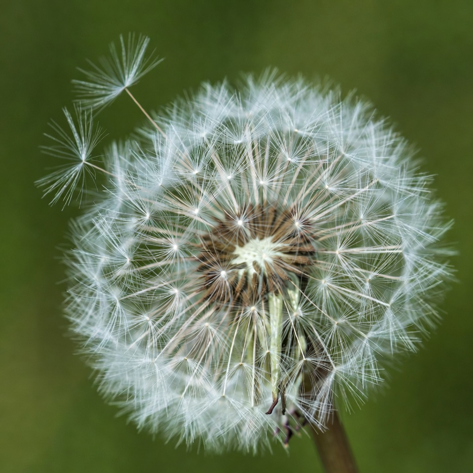 Closeup of fluffy dandelion flower Closeup of fluffy dandelion flower
