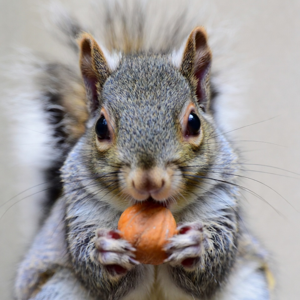 Squirrel eating acorn Squirrel eating acorn