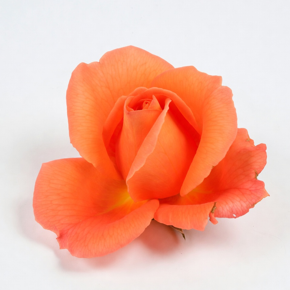 Orange Rose on White Background Orange Rose on White Background