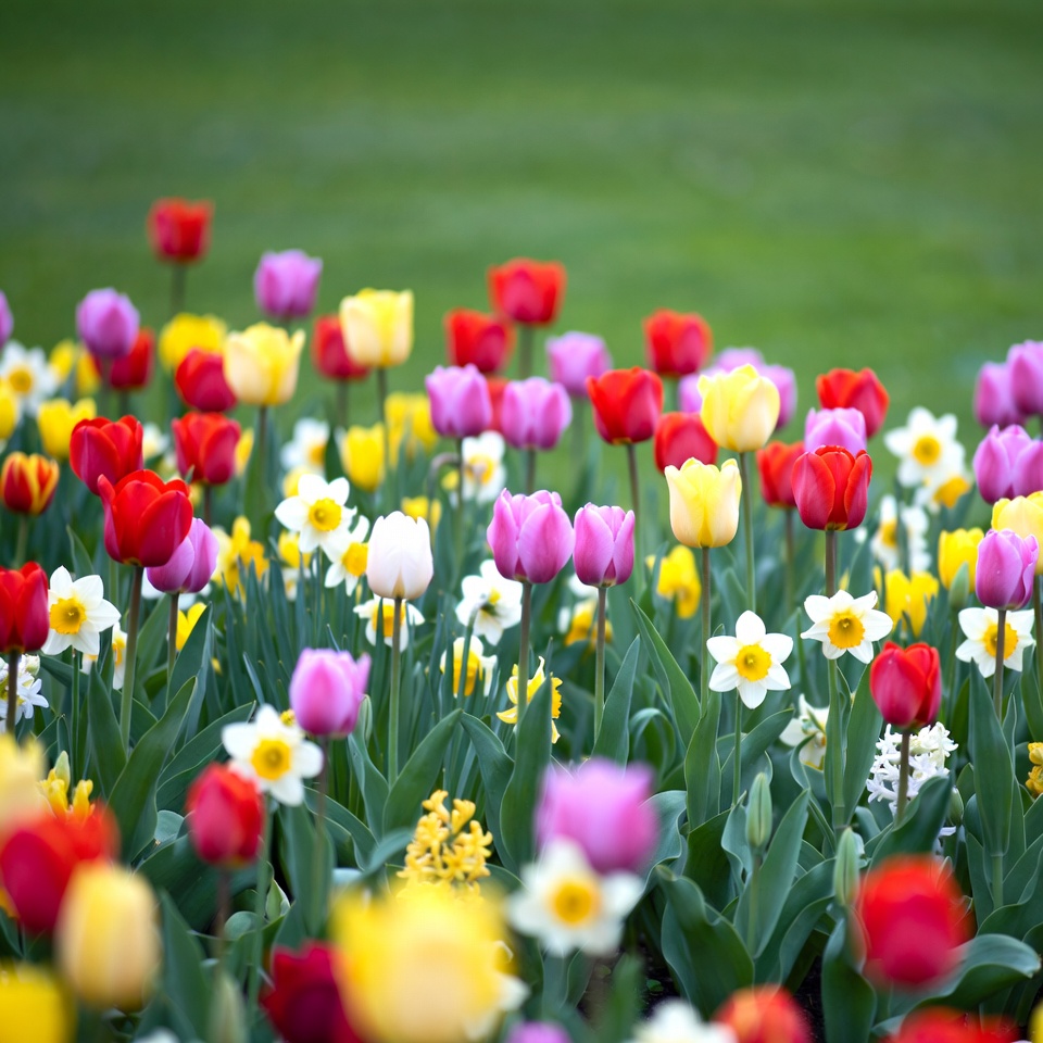 Colorful Tulips in Green Field Colorful Tulips in Green Field