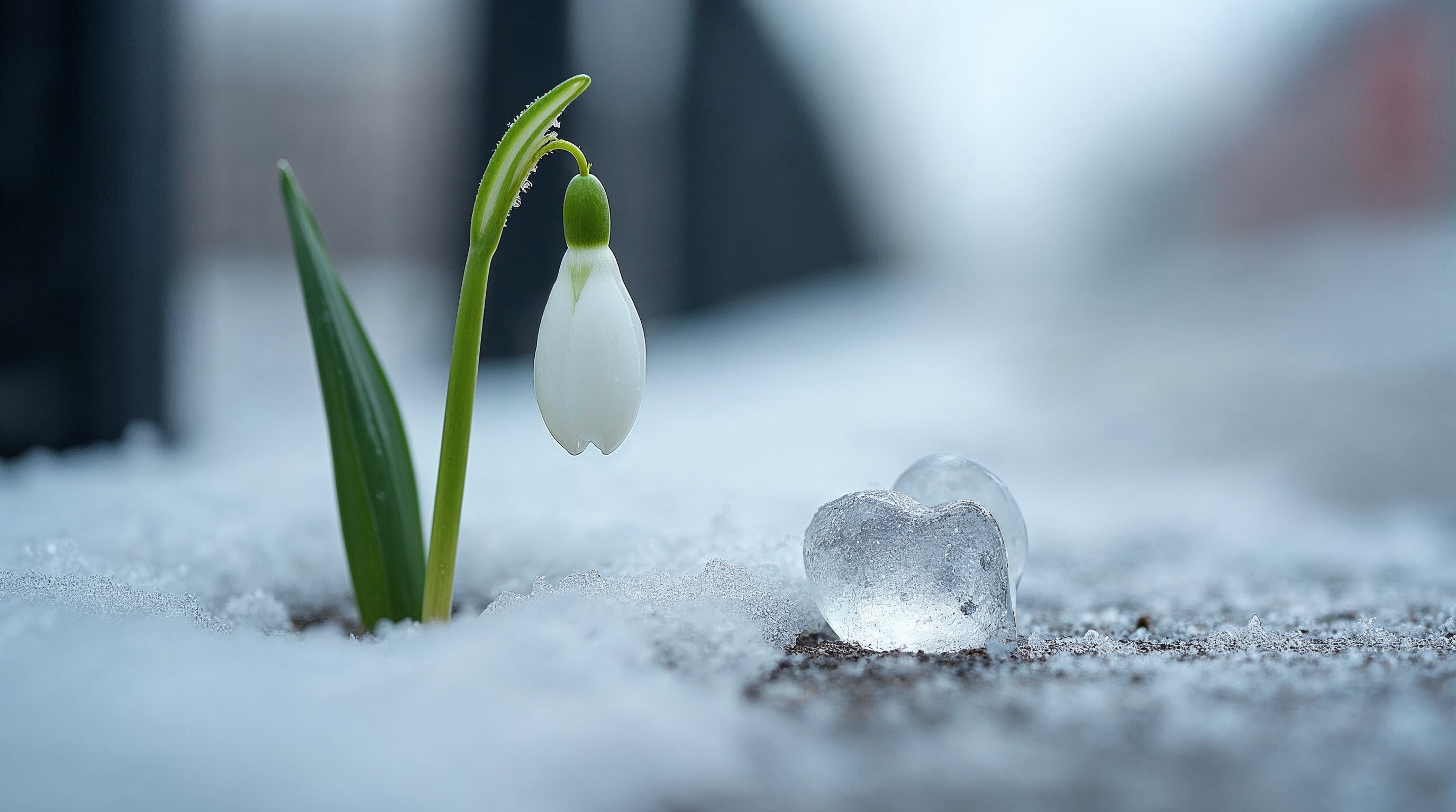 Snowdrop flower in snow with ice heart Snowdrop flower in snow with ice heart