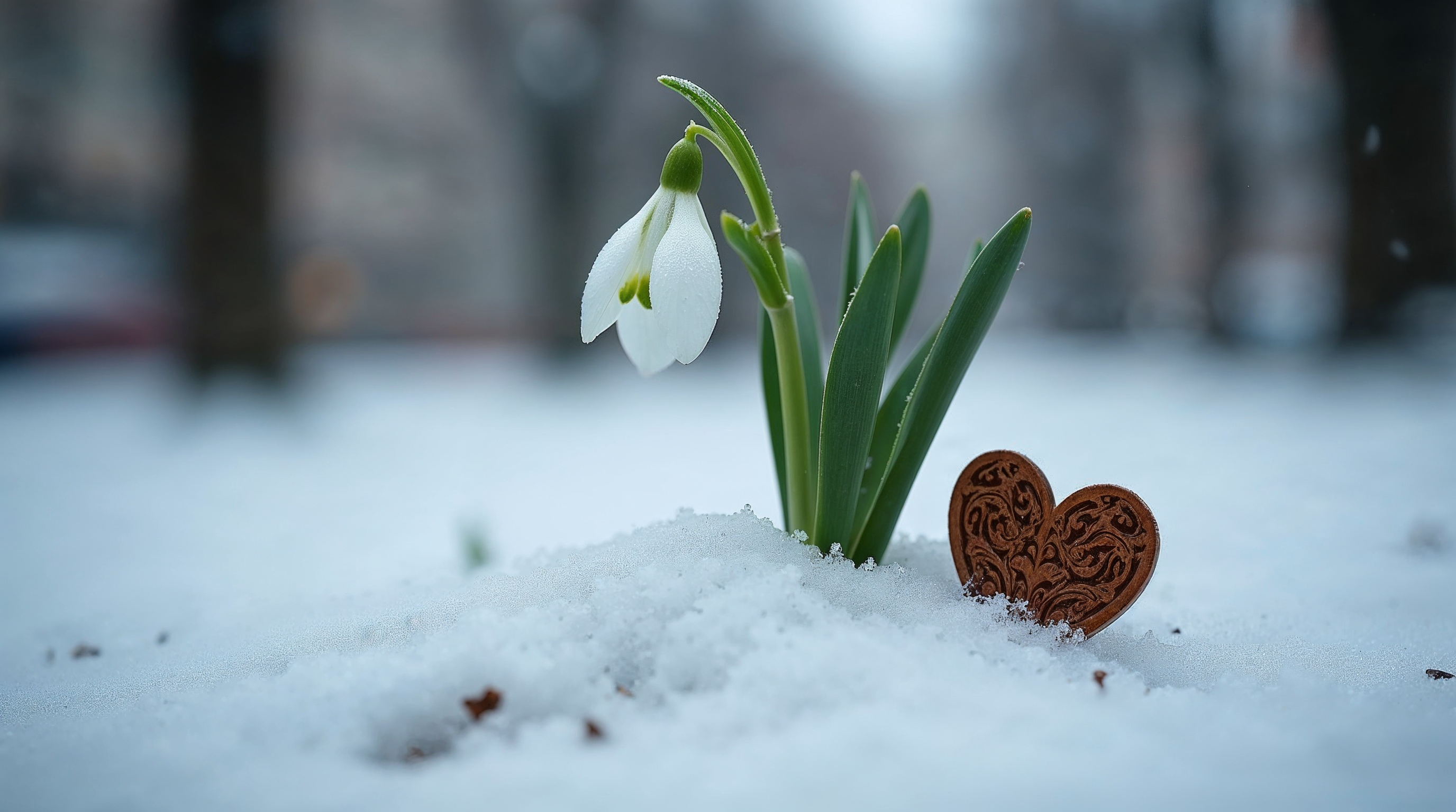 Snowdrop flower with heart in snow Snowdrop flower with heart in snow