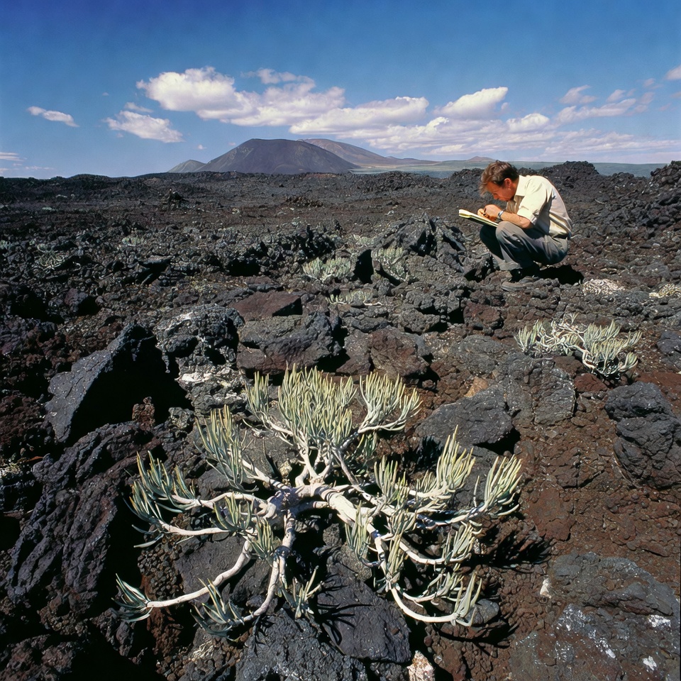 Man studying plants on lava field Man studying plants on lava field