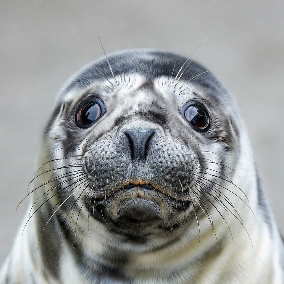 Cute baby harbor seal closeup Cute baby harbor seal closeup