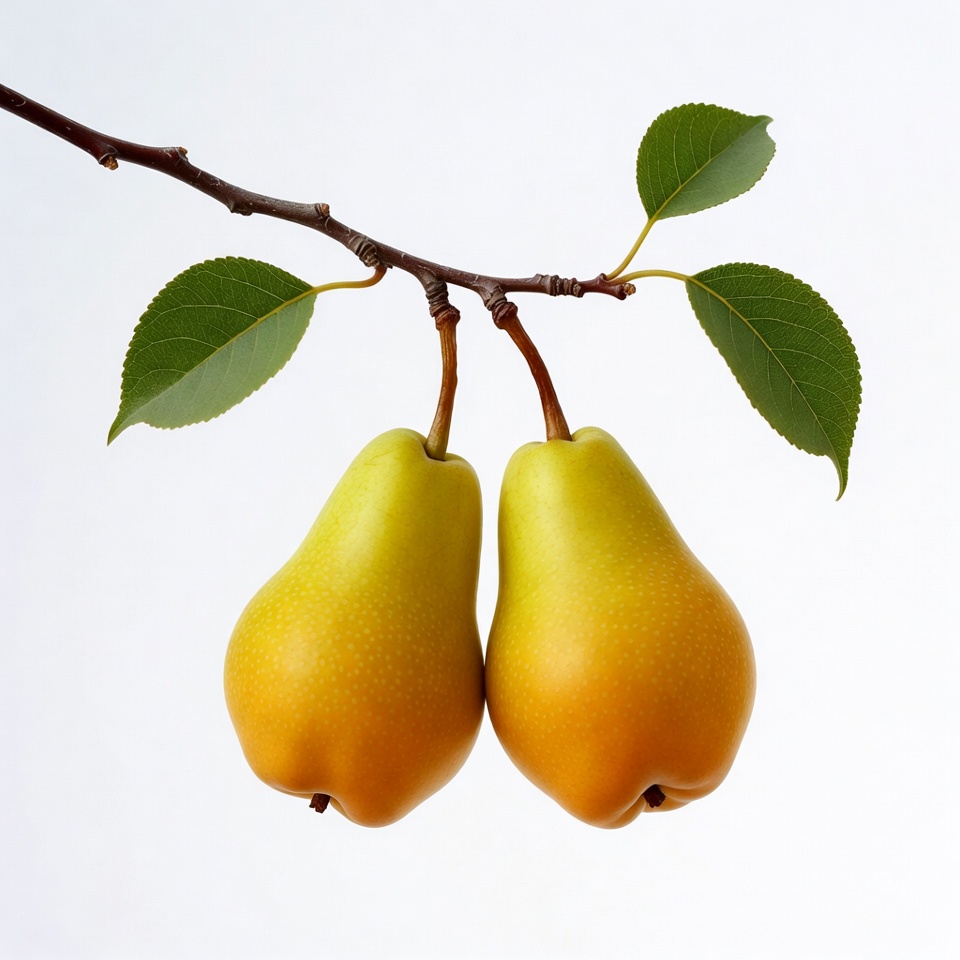 Two Pears Hanging on Branch Two Pears Hanging on Branch