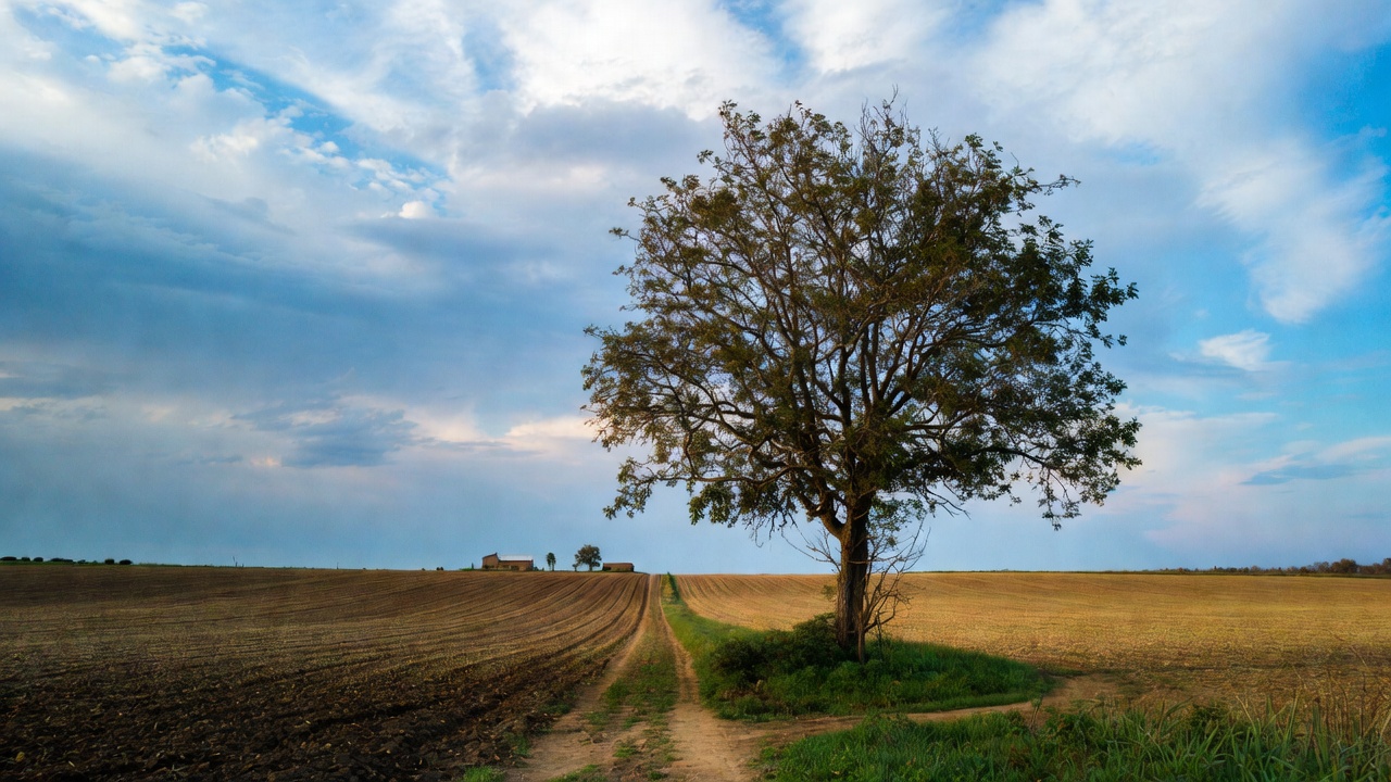 Lone Tree on Country Path Lone Tree on Country Path