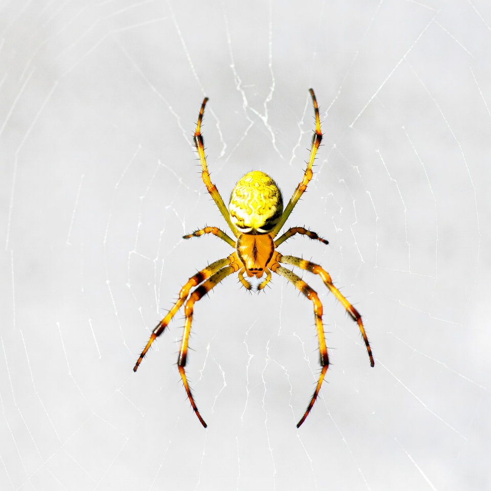 Yellow garden spider on web Yellow garden spider on web