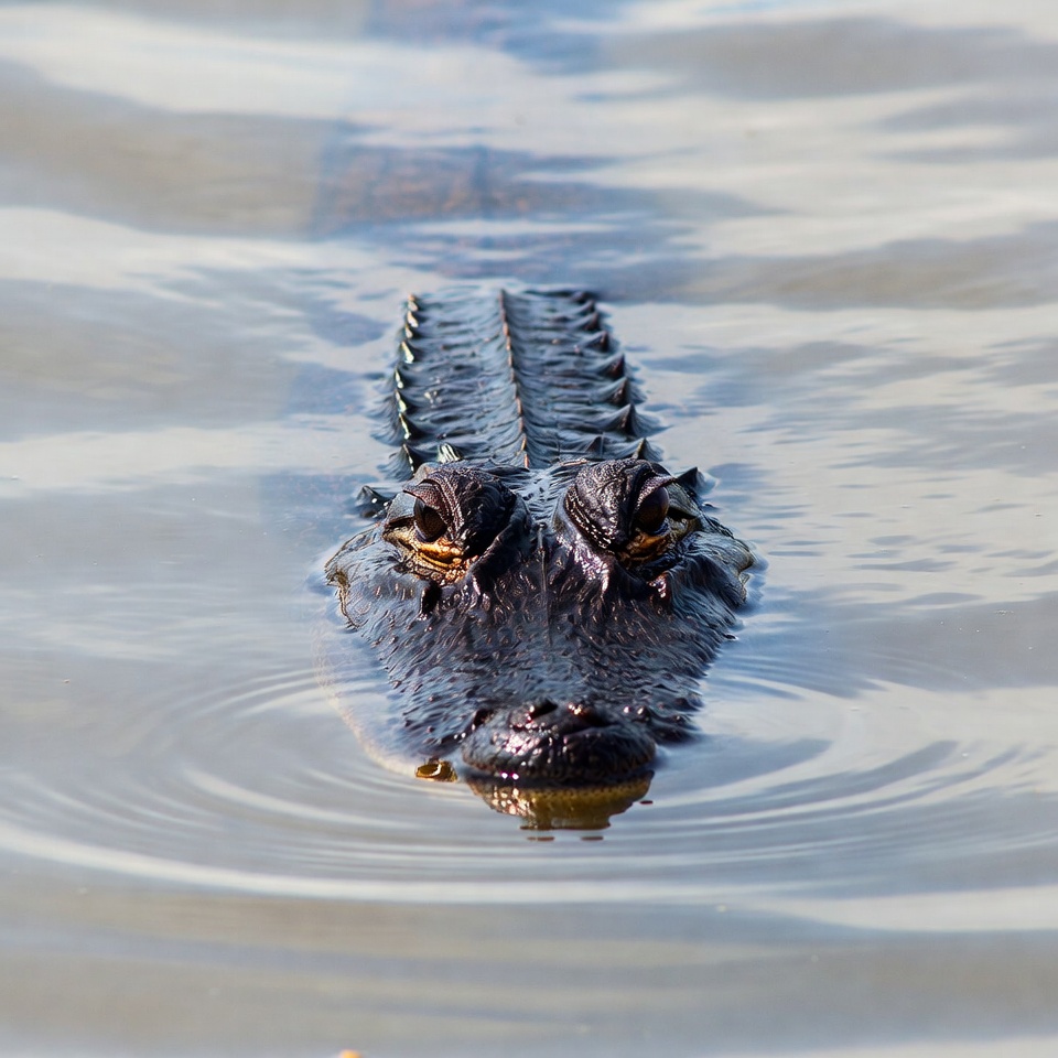 Alligator swimming in water Alligator swimming in water