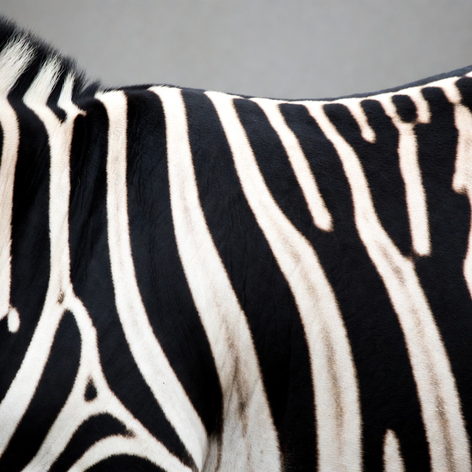 Zebra stripes close-up Zebra stripes close-up