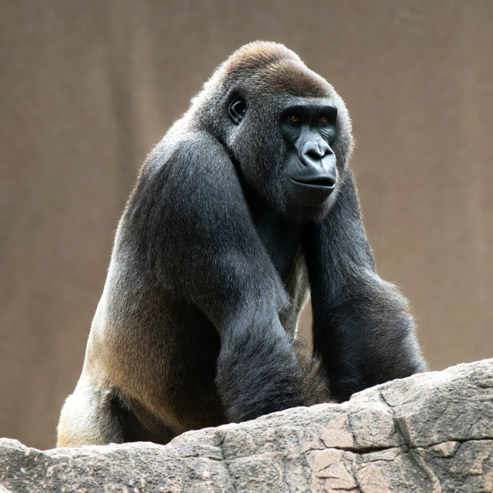 Silverback Gorilla Sitting on Rock Silverback Gorilla Sitting on Rock
