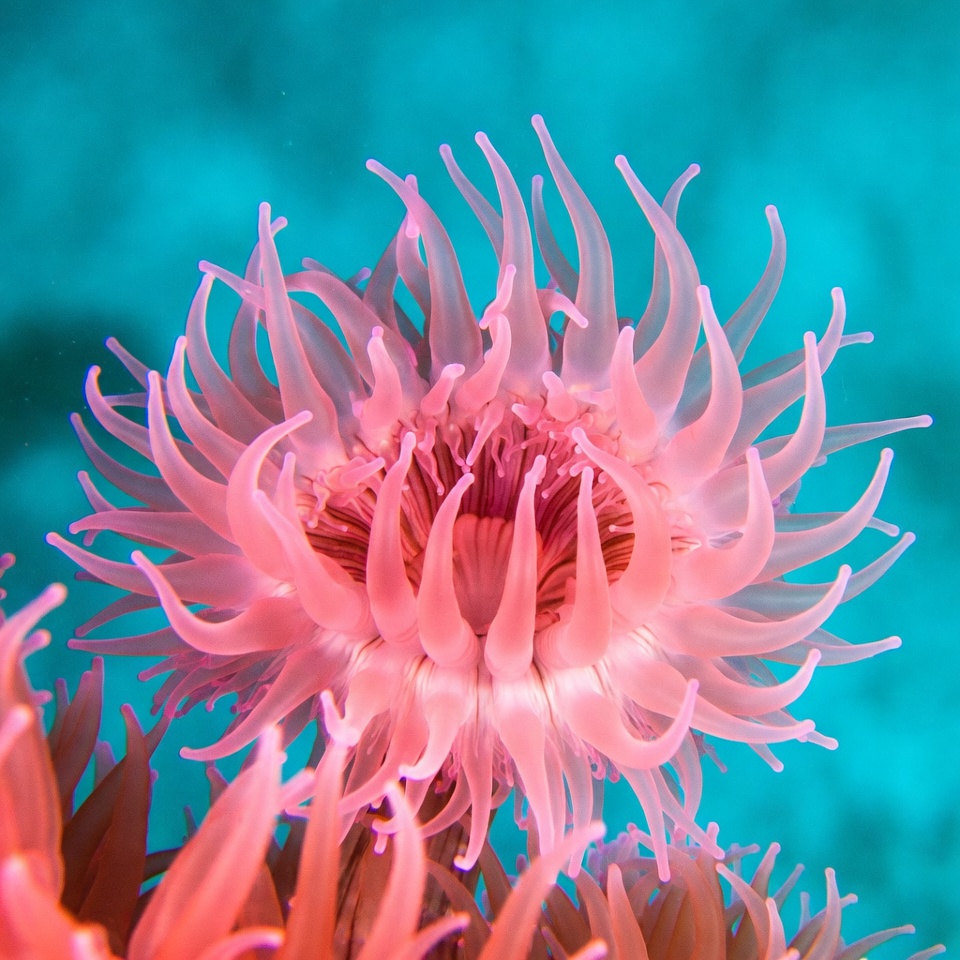 Pink sea anemone underwater Pink sea anemone underwater